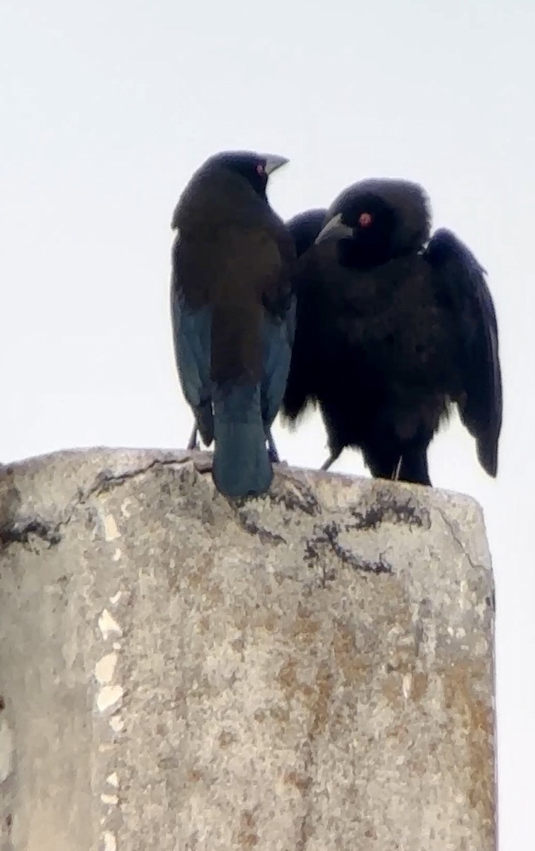 Bronzed Cowbird - ML647514732