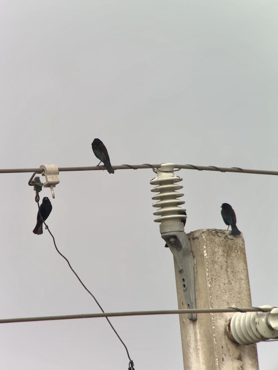 Bronzed Cowbird - ML647514733