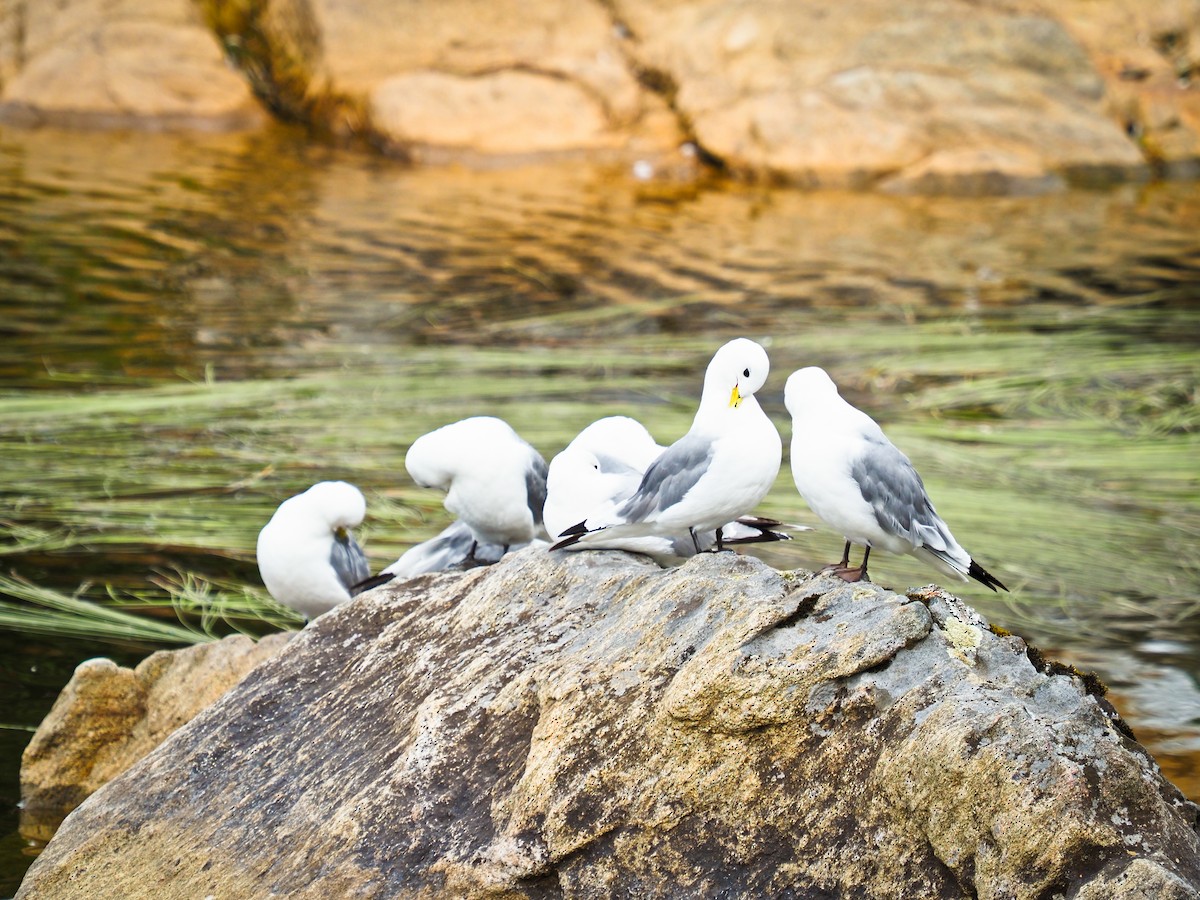 Kara Ayaklı Martı - ML647514738