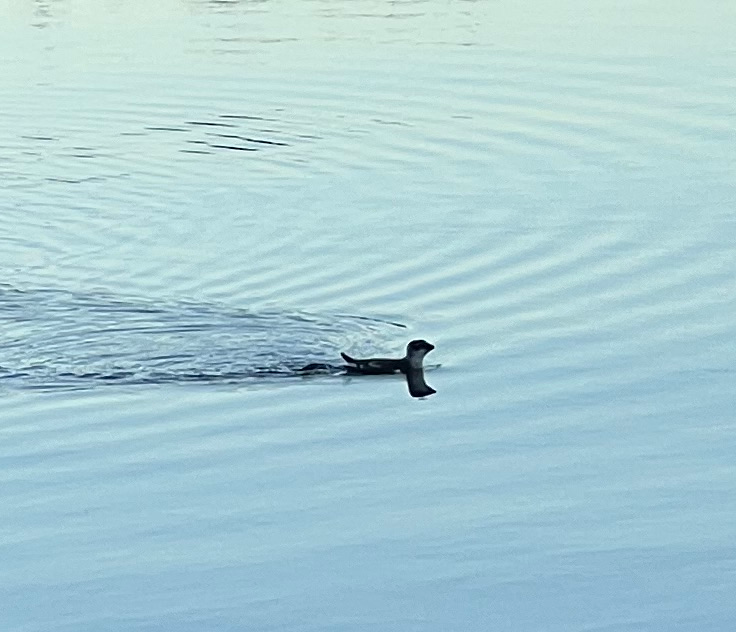 alkekonge - ML647514766