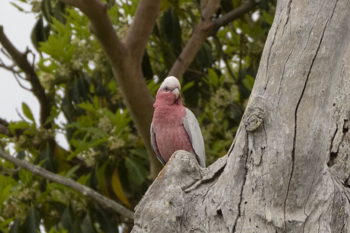 モモイロインコ - ML647514775