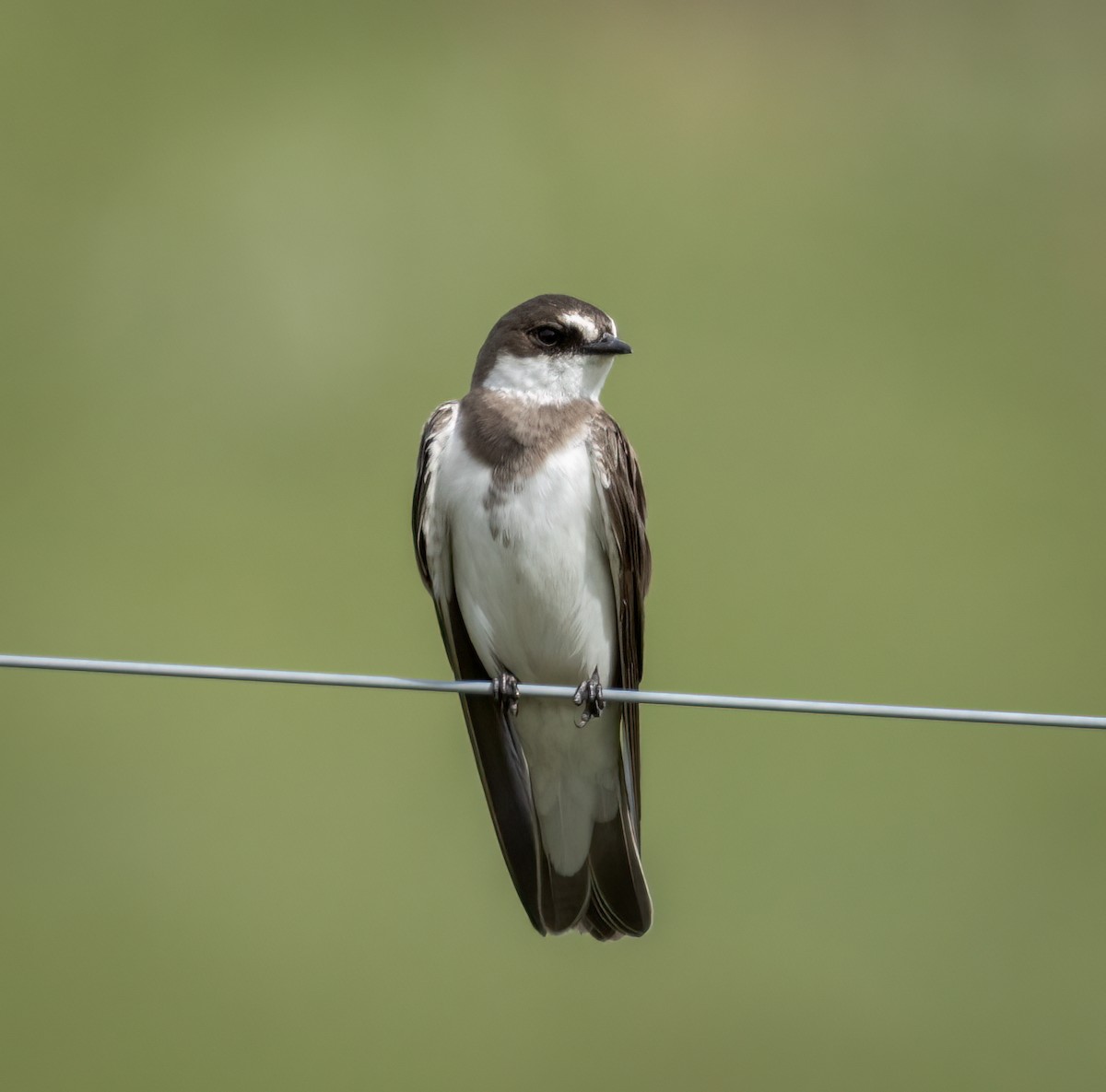 Banded Martin - ML647514809