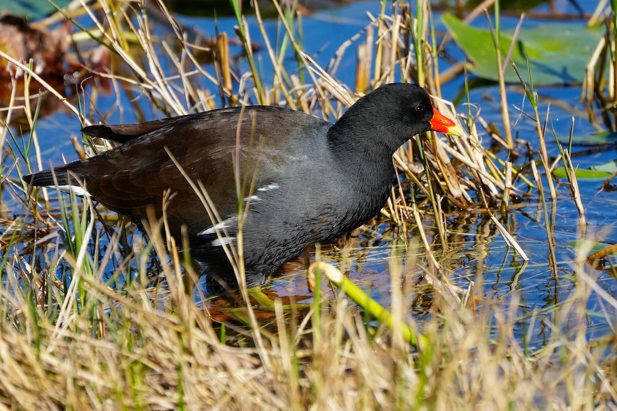 Курочка латиноамериканська - ML647514818