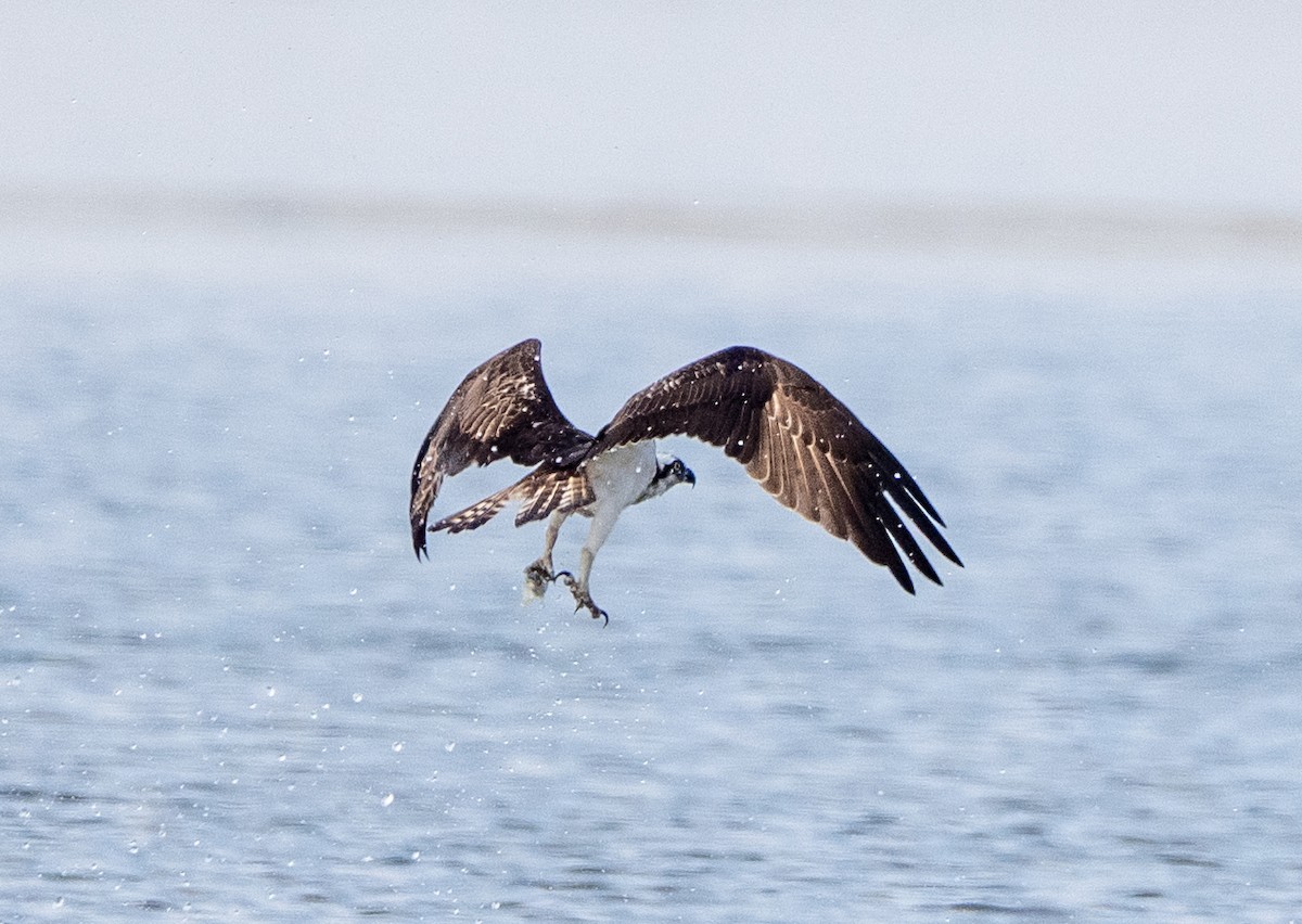 fiskeørn - ML647514839