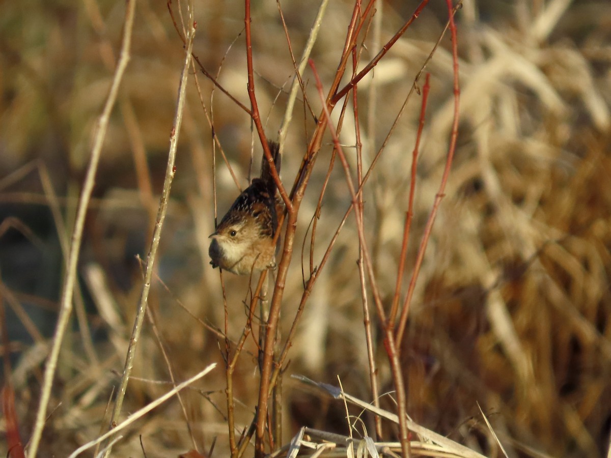 Sedge Wren - ML647514843