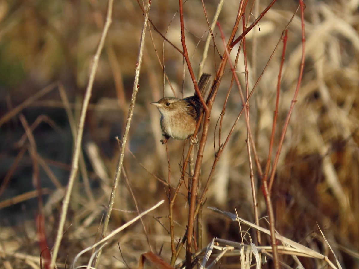 Sedge Wren - ML647514845