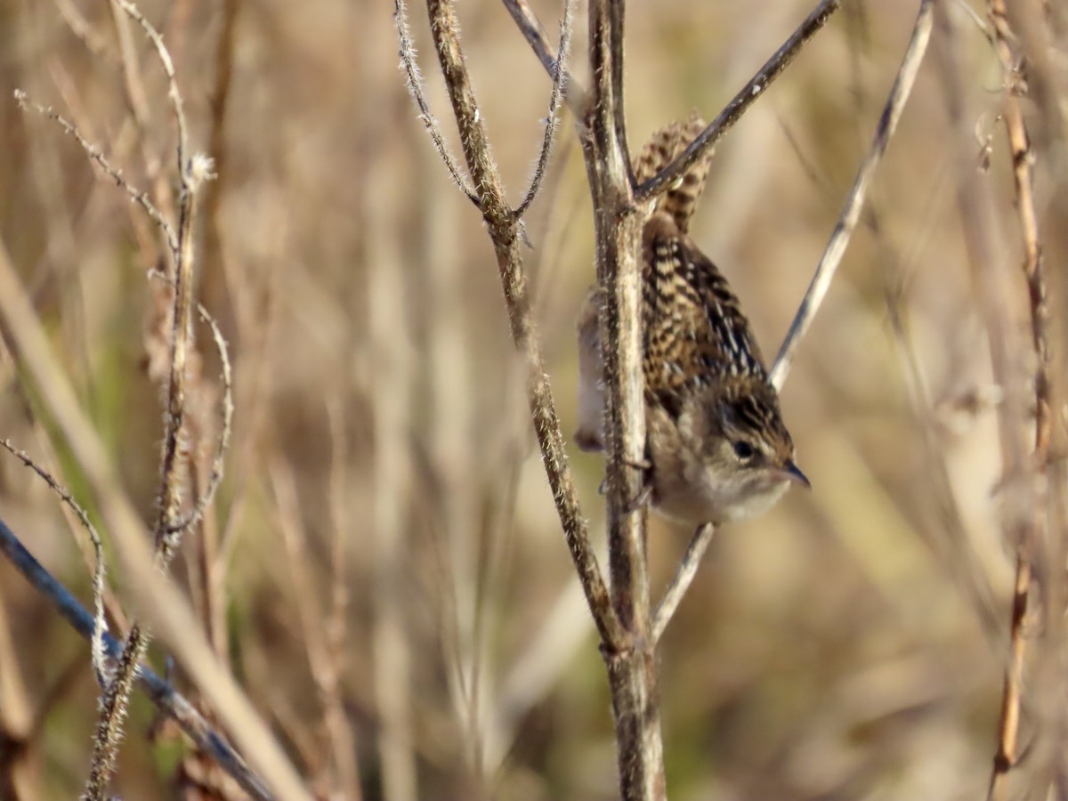 Sedge Wren - ML647514846