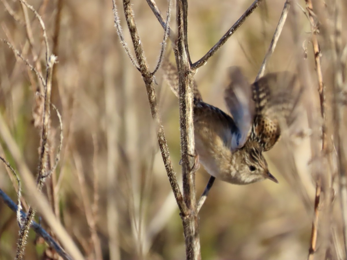 Sedge Wren - ML647514847