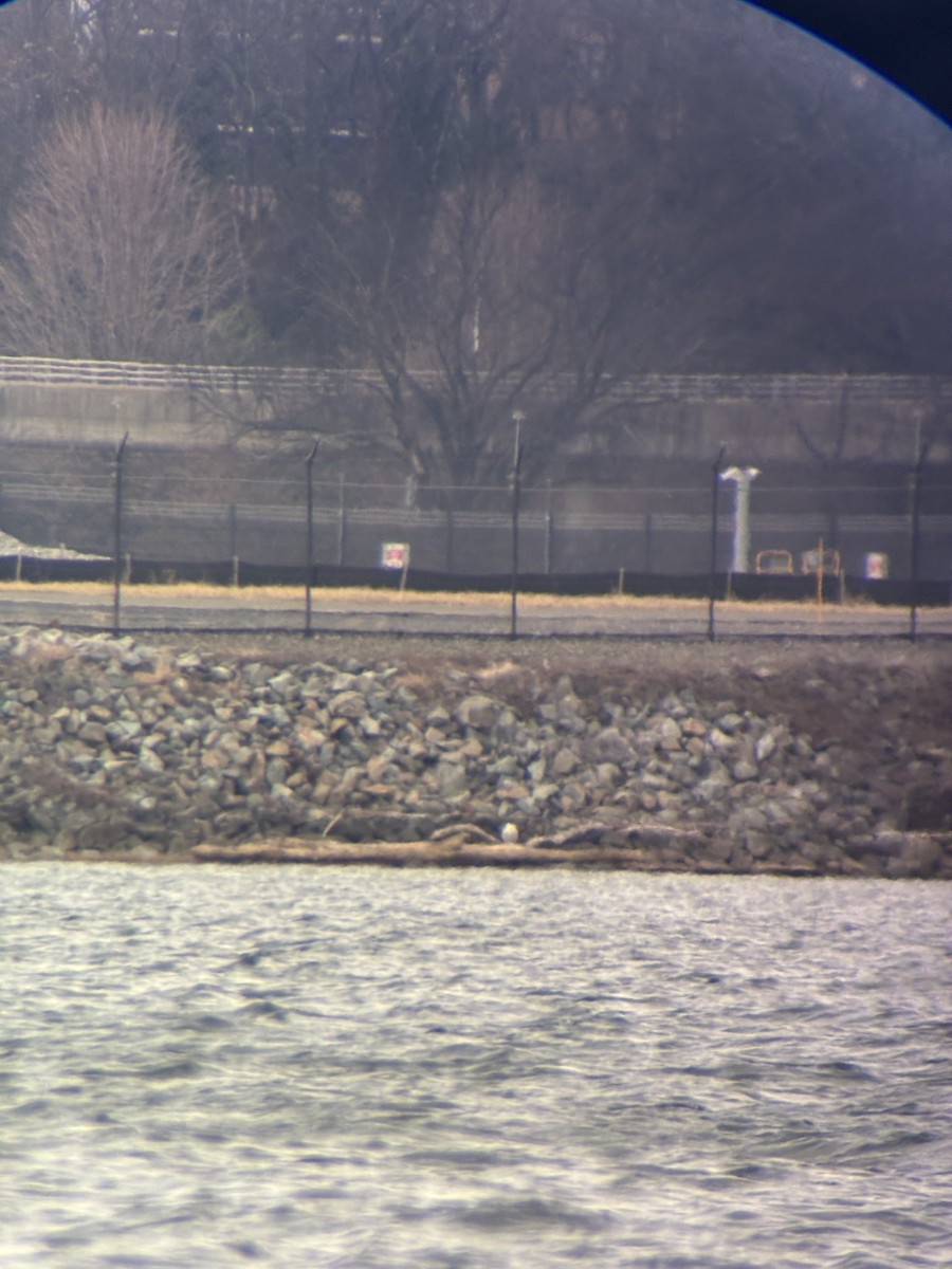 Snowy Owl - ML647514870