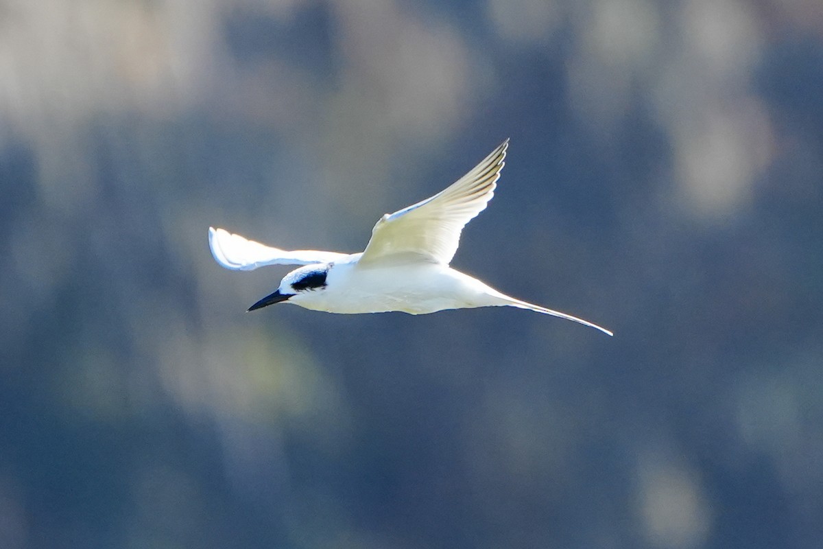 Forster's Tern - ML647514871