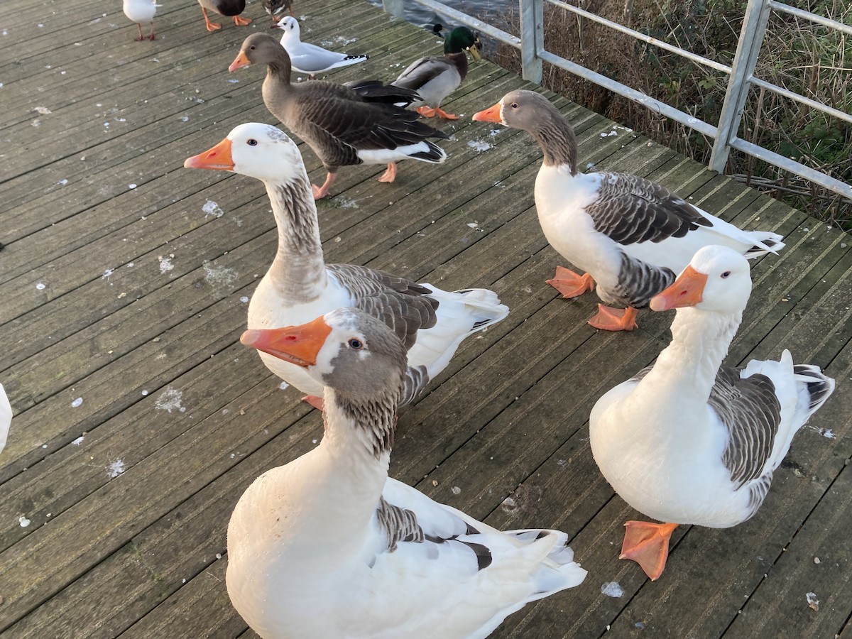 Graylag Goose (Domestic type) - ML647514872