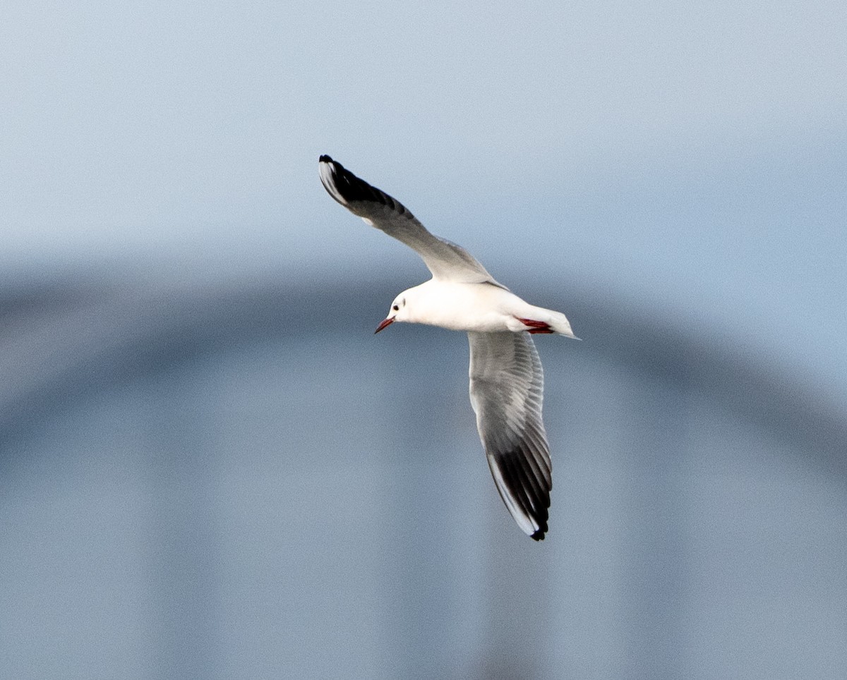 hettemåke - ML647514879