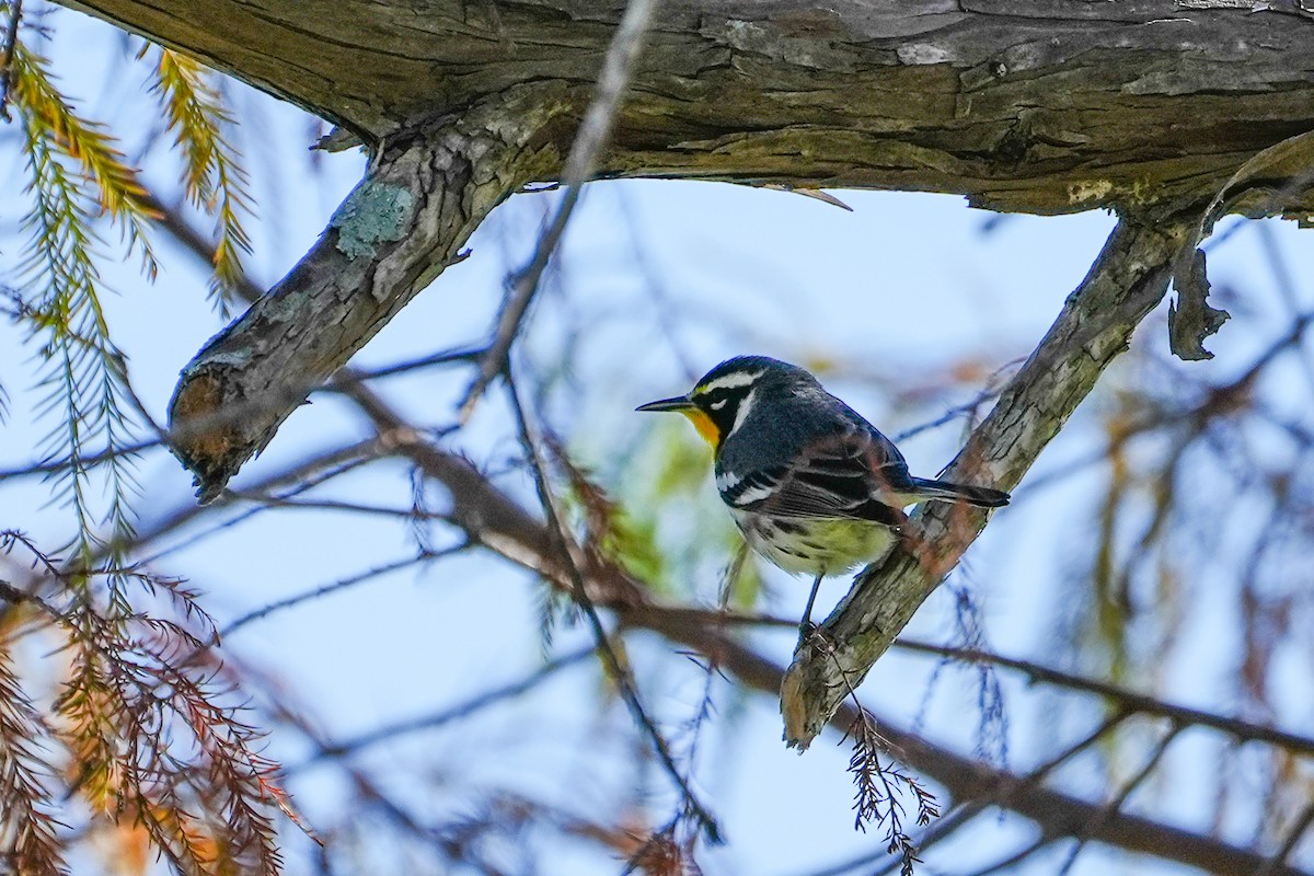 Yellow-throated Warbler - ML647514880