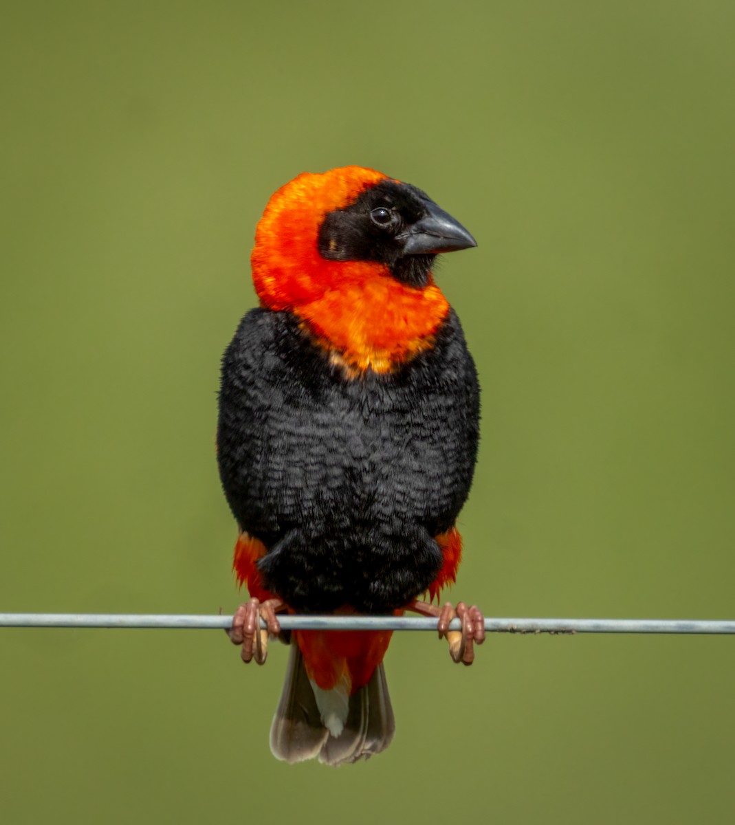 Hegoaldeko euplekte laranja - ML647514882