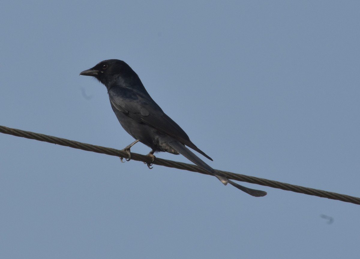 Black Drongo - ML647514883