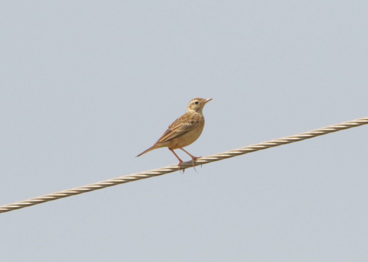 Godlewski txirta - ML647514885