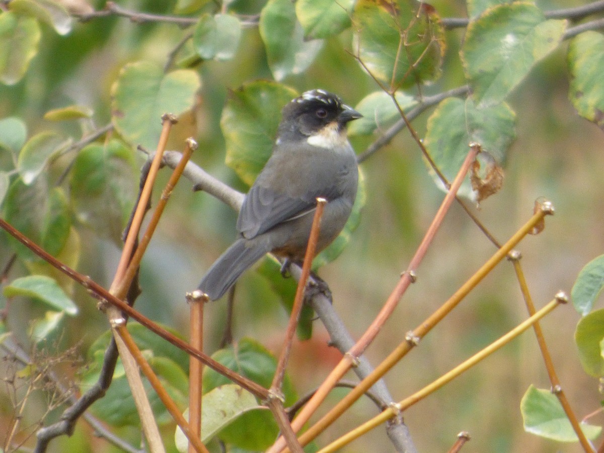 Rusty-bellied Brushfinch - ML647514886