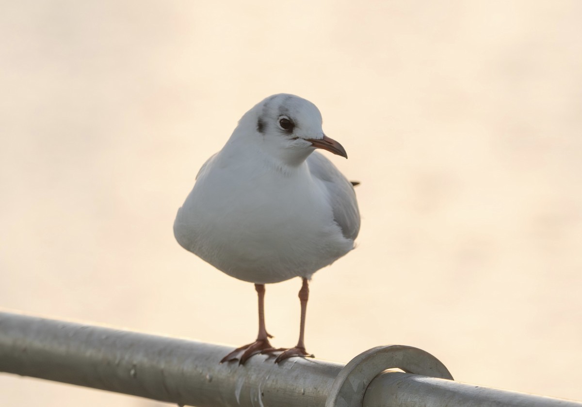 Antxeta mokogorria - ML647514888