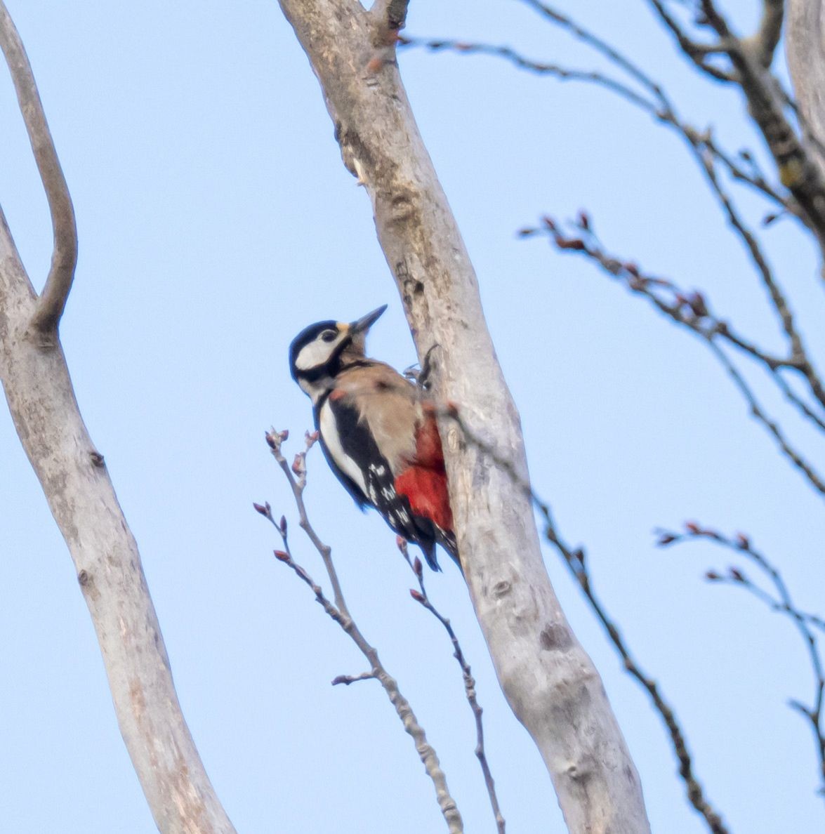 Okil handia - ML647514889