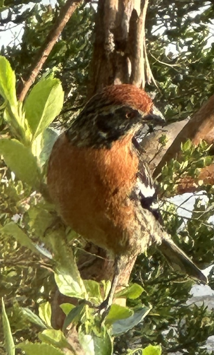 Rufous-tailed Plantcutter - ML647514890