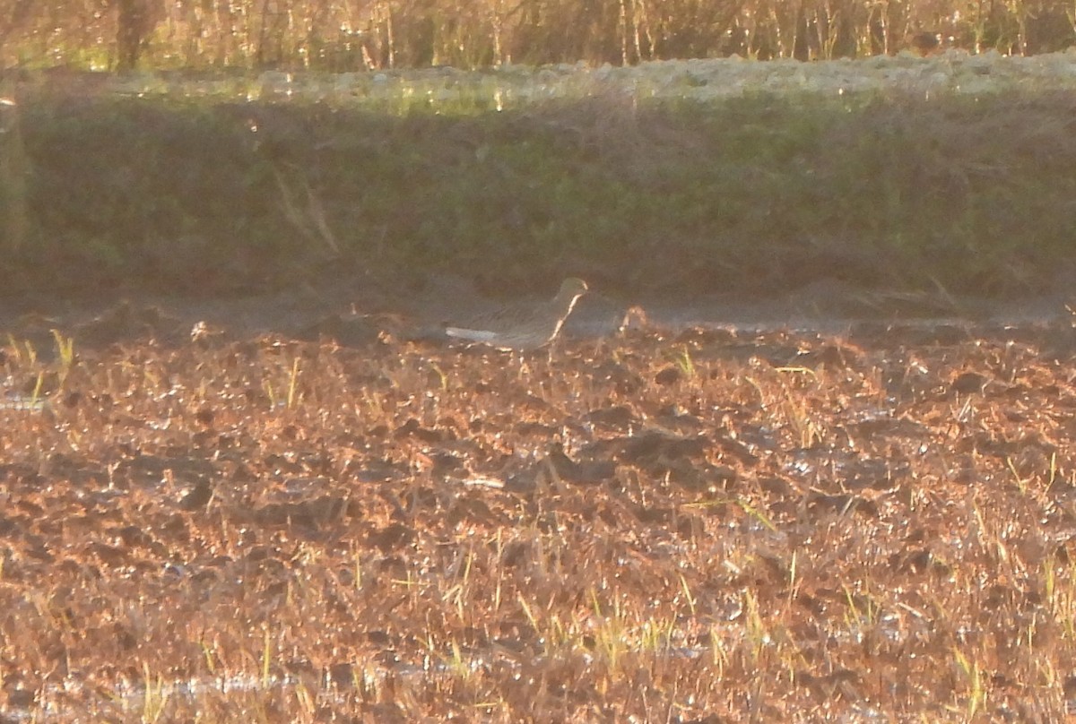 Kurlinta handia - ML647514891