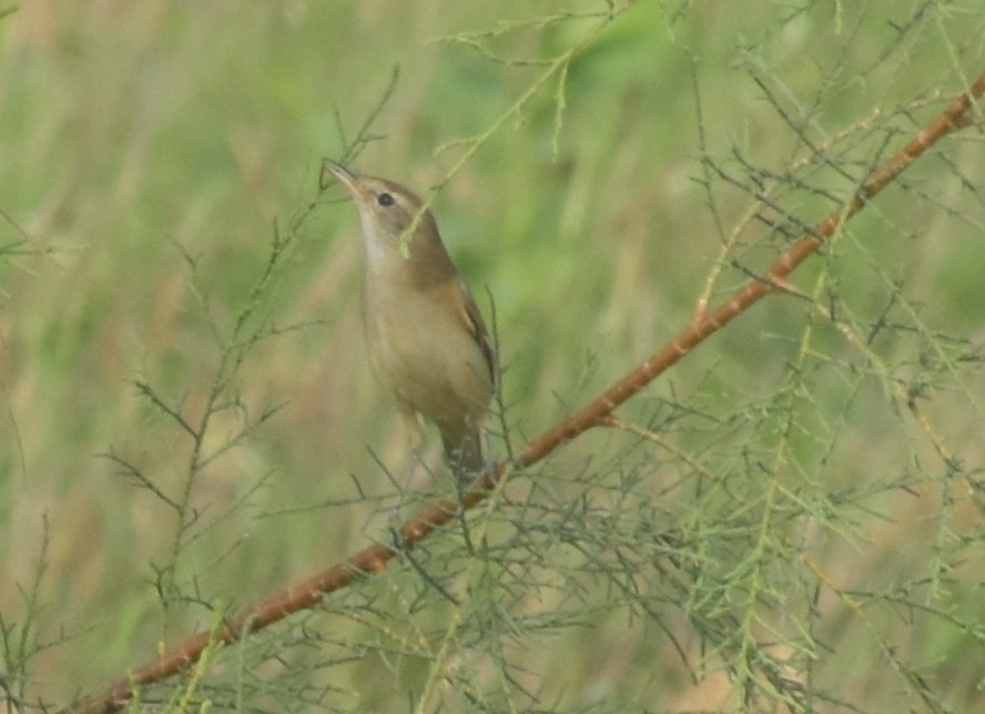 Zuhaixka-lezkaria - ML647514892