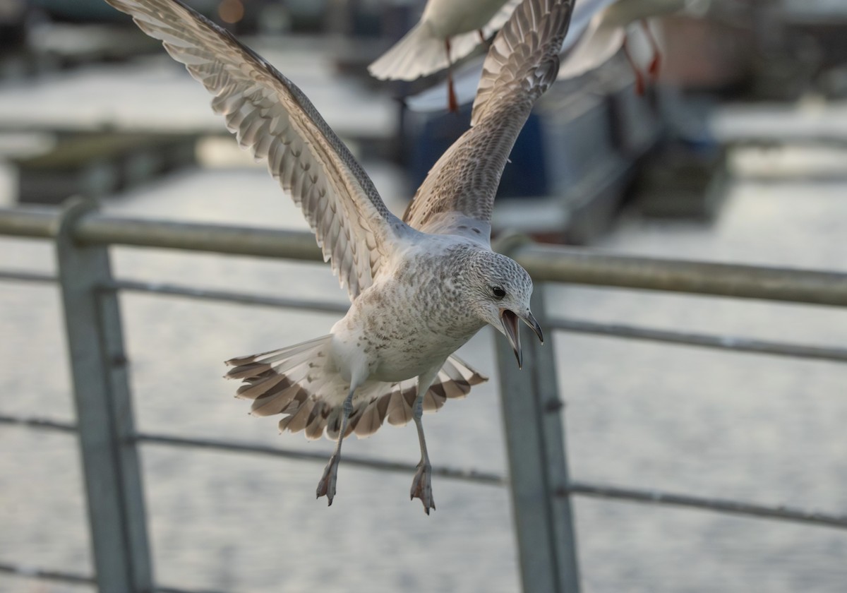 Kaio mokohoria - ML647514893