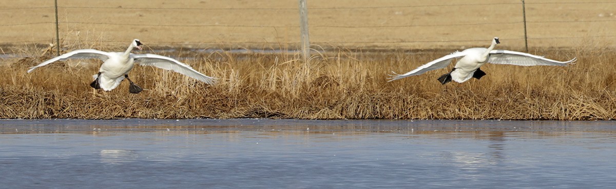 Beltxarga tronpetaria - ML647514894