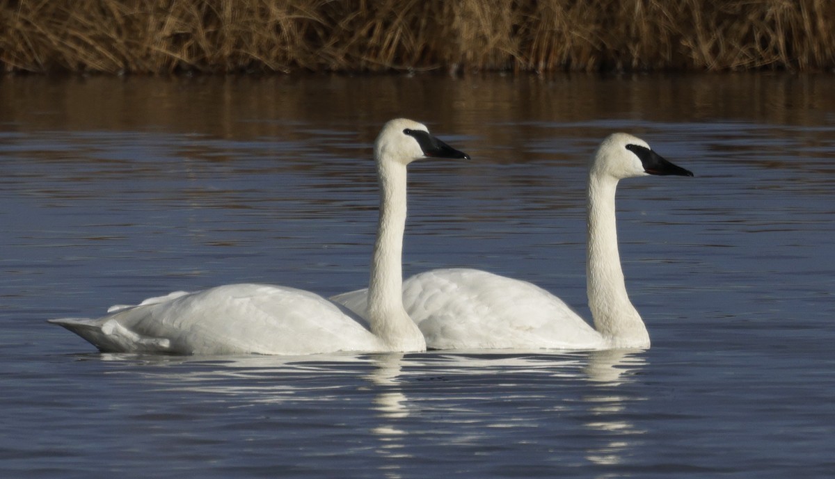 Beltxarga tronpetaria - ML647514895