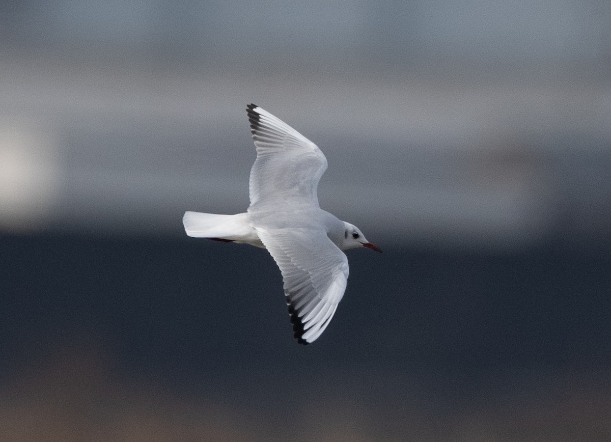 Antxeta mokogorria - ML647514896