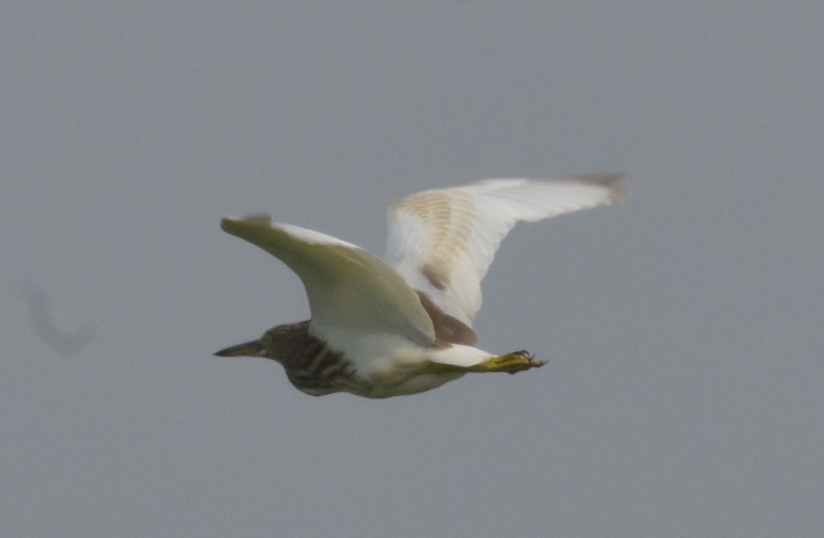 Indian Pond-Heron - ML647514897