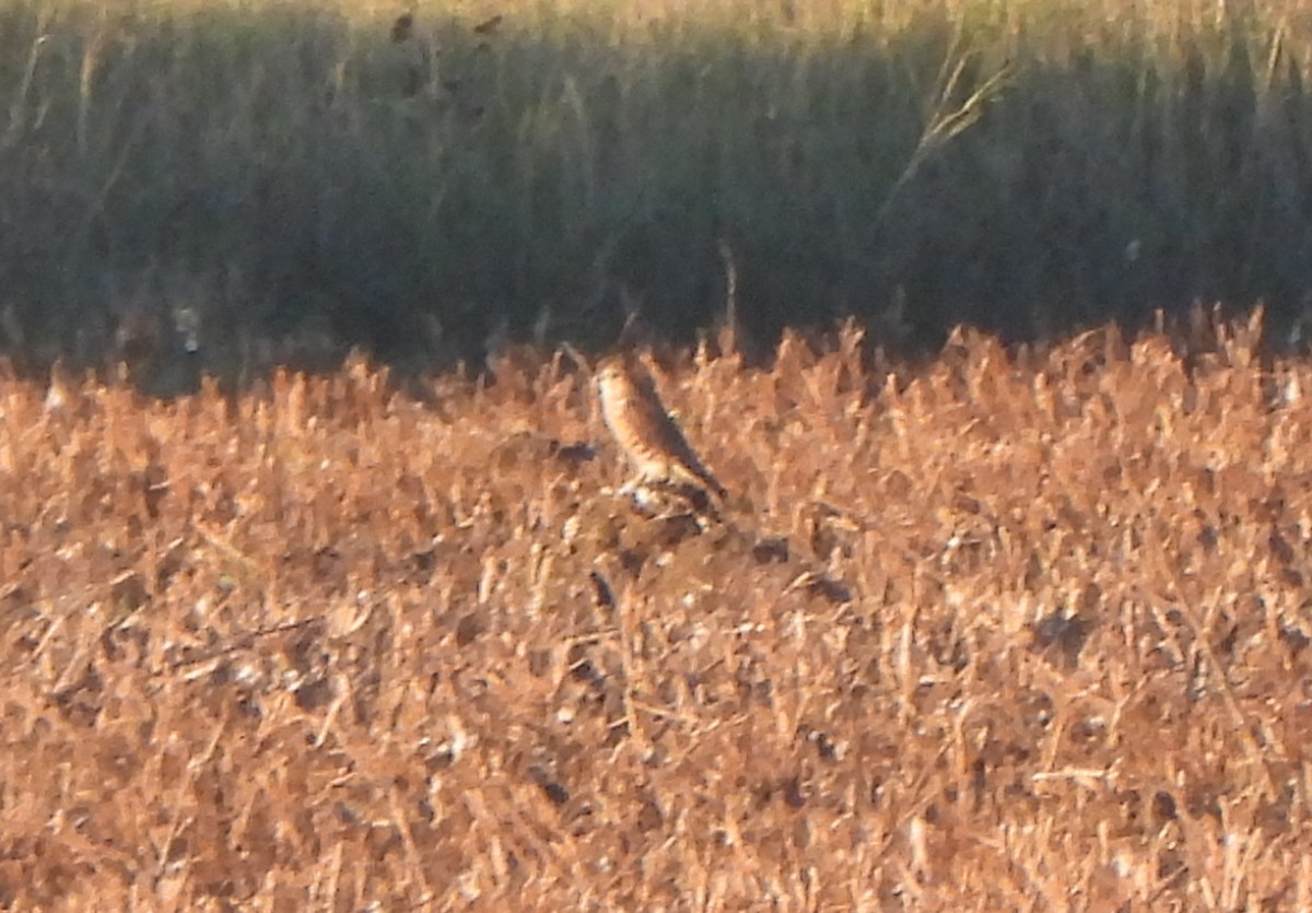 Belatz txikia - ML647514898