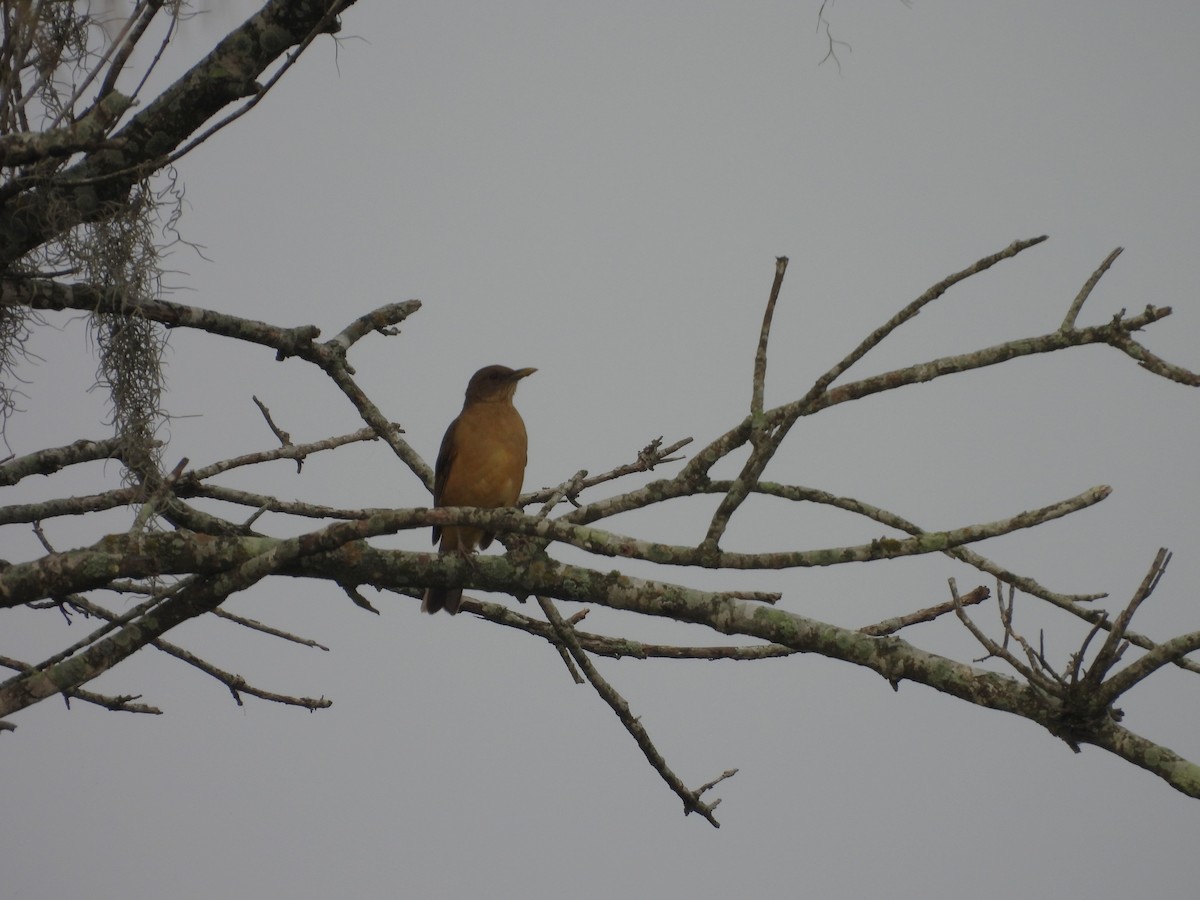 Clay-colored Thrush - ML647514899