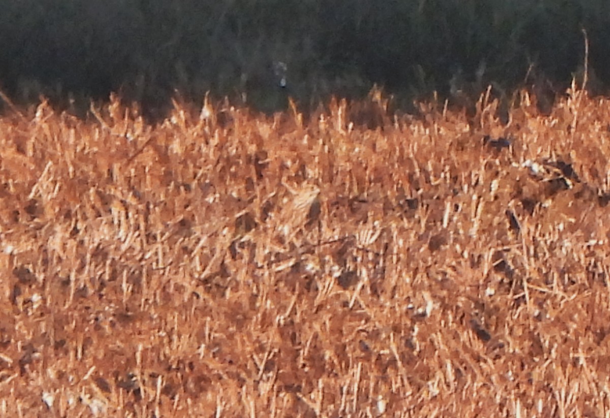 Belatz txikia - ML647514900