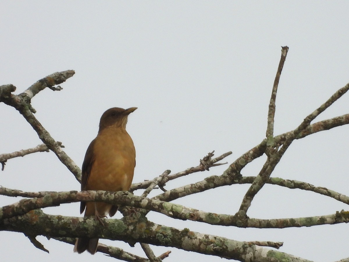 Clay-colored Thrush - ML647514901