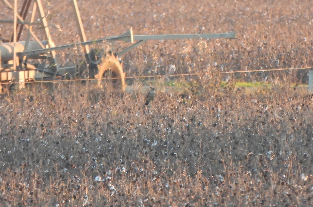 Belatz txikia - ML647514902