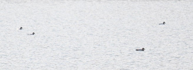 Murgilari arrunta - ML647514903