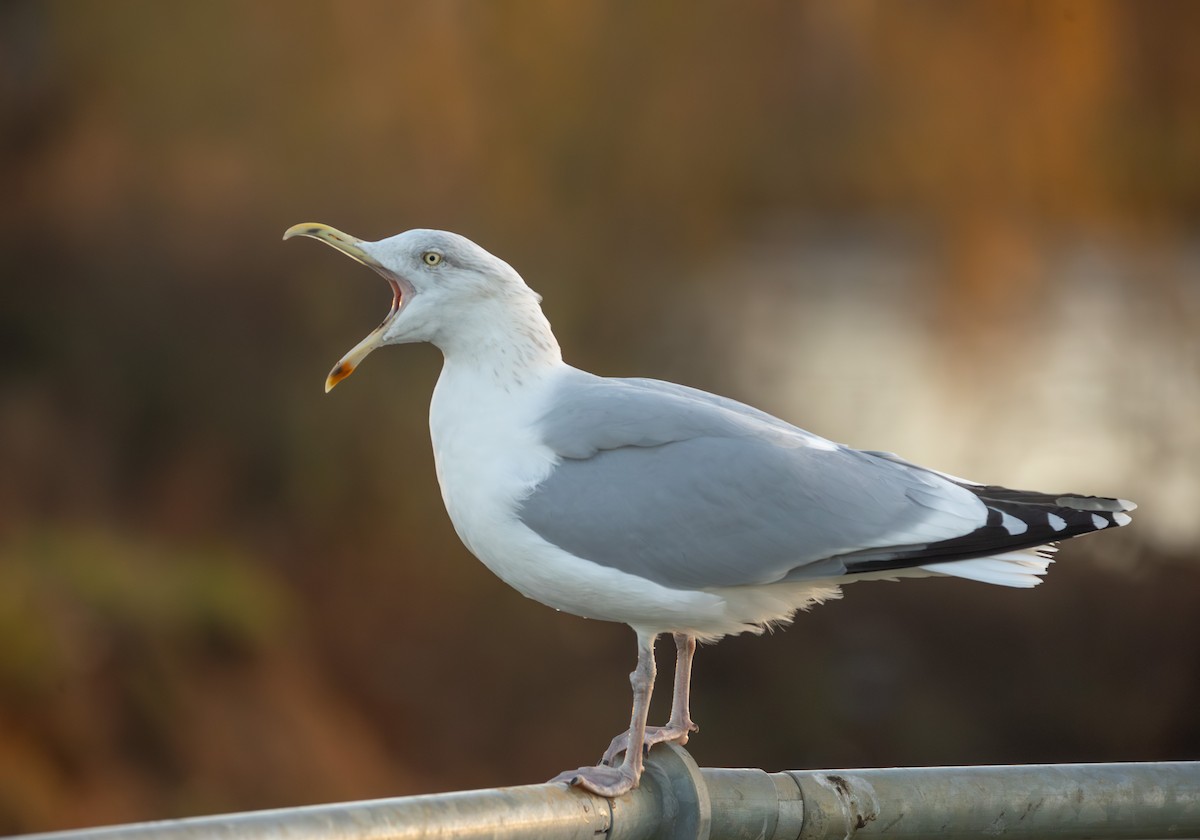 Kaio hauskara europarra - ML647514905