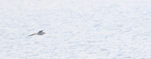 River Tern - ML647514907