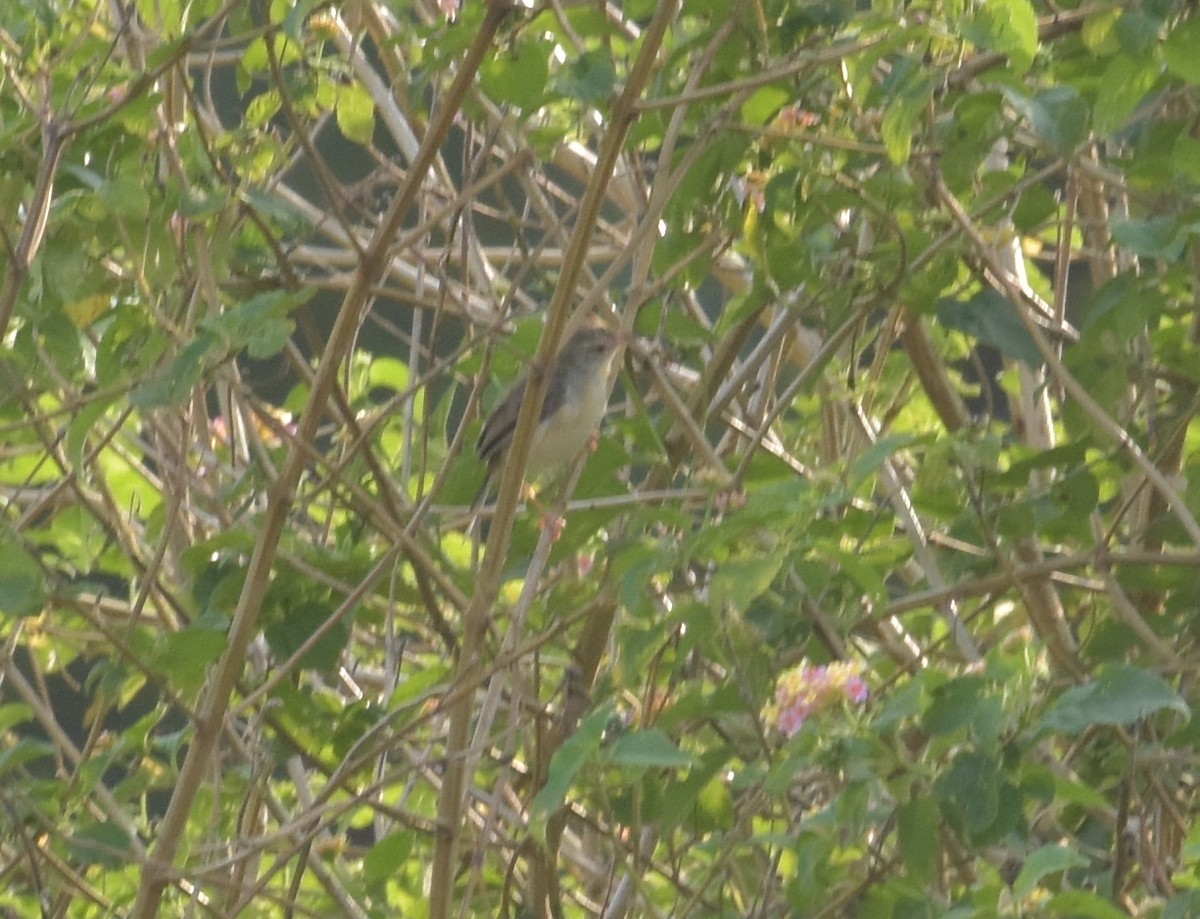 Jungle Prinia - ML647514908