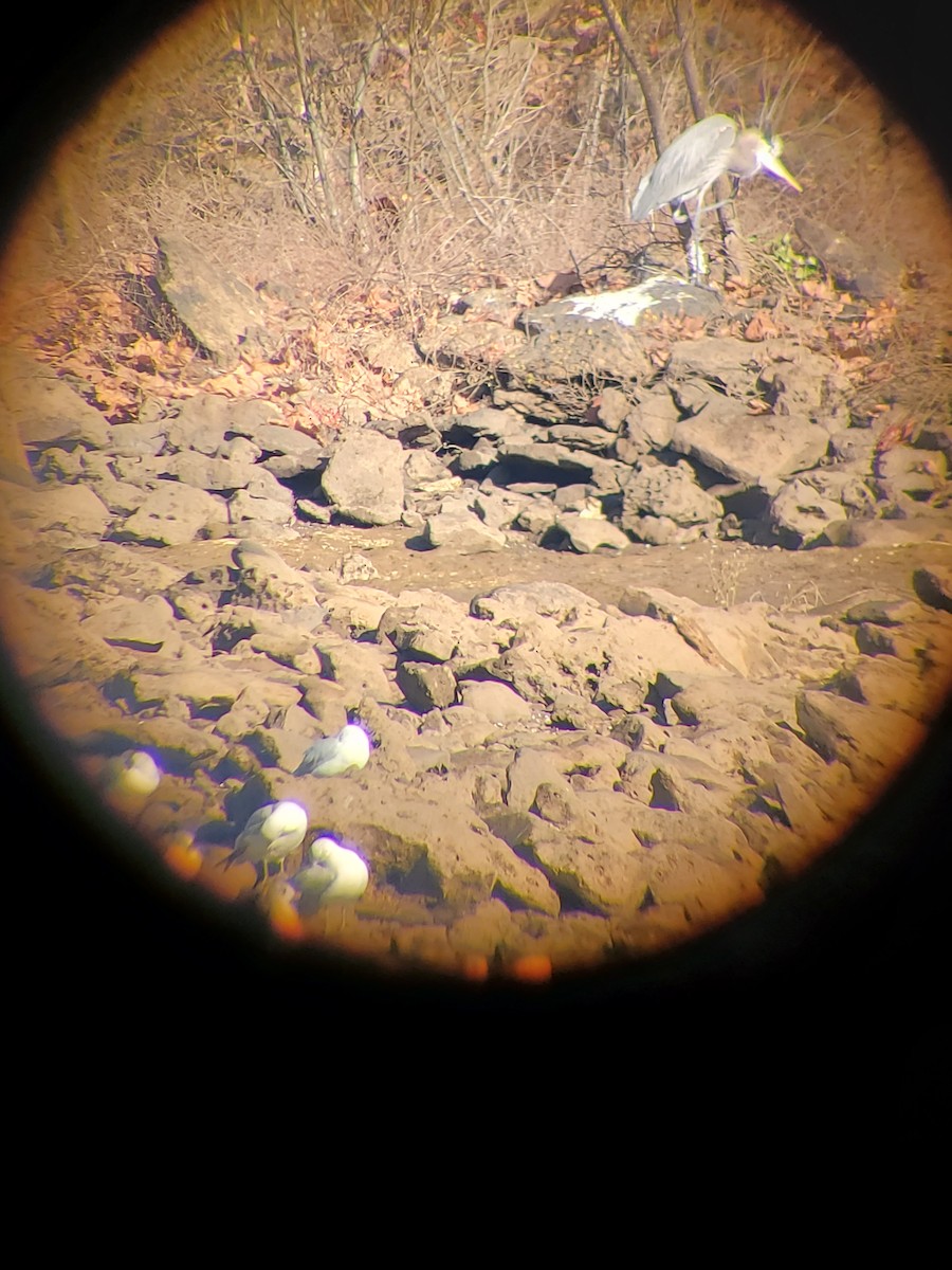 Koartza hauskara amerikarra - ML647514909