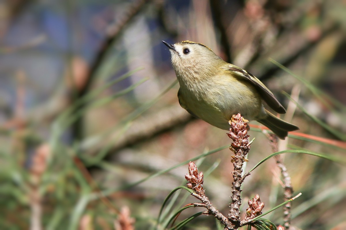 Mendi-erregetxoa - ML647514910