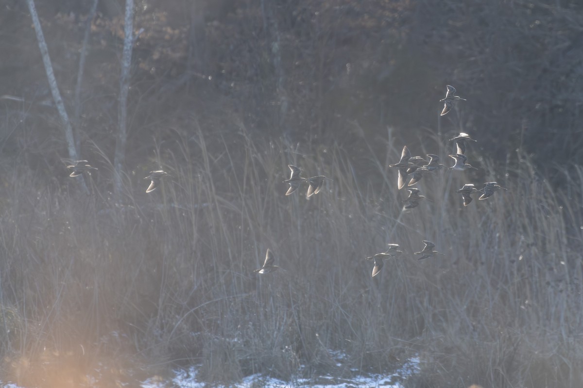 Wilson's Snipe - ML647514918
