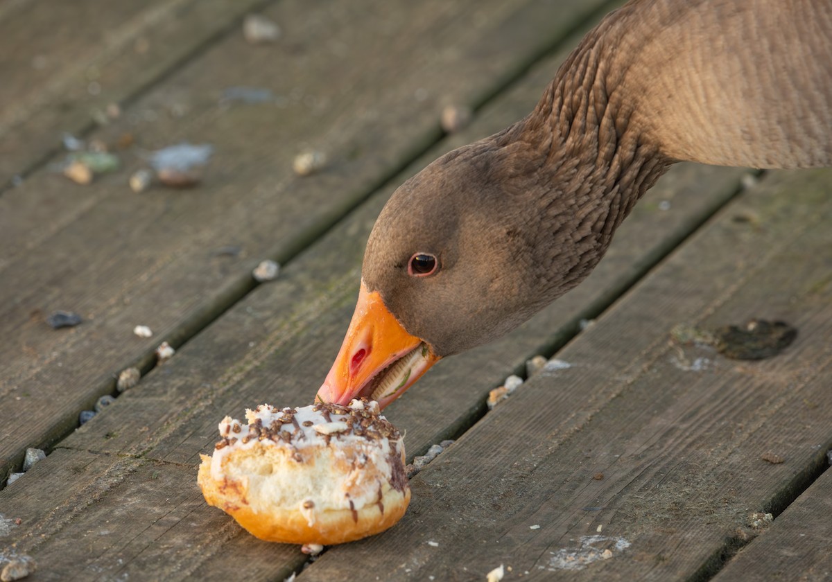 Graylag Goose - ML647514921