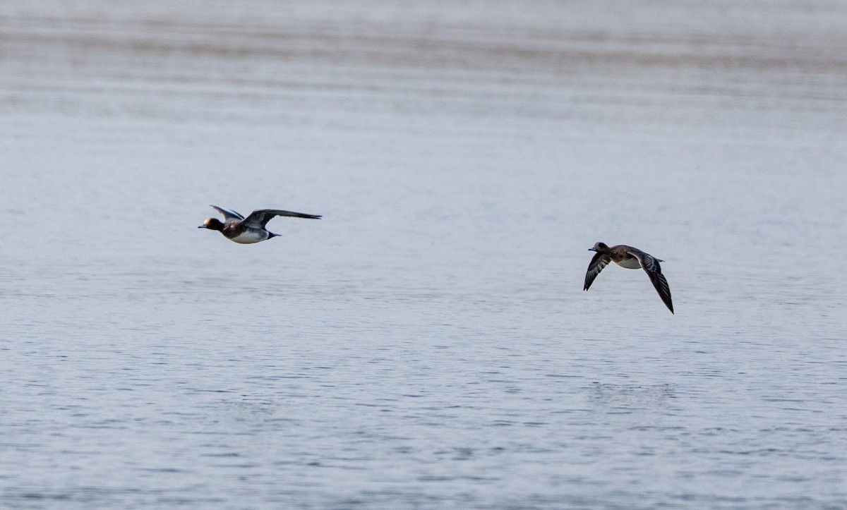 brunnakke - ML647514922