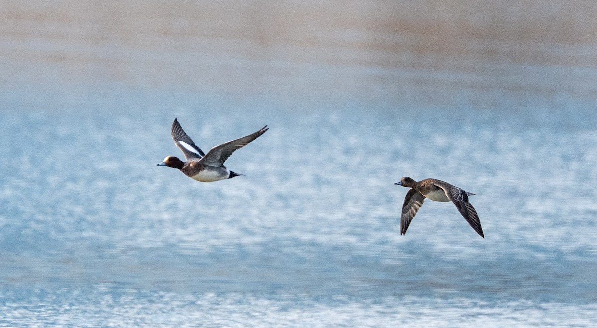 brunnakke - ML647514932