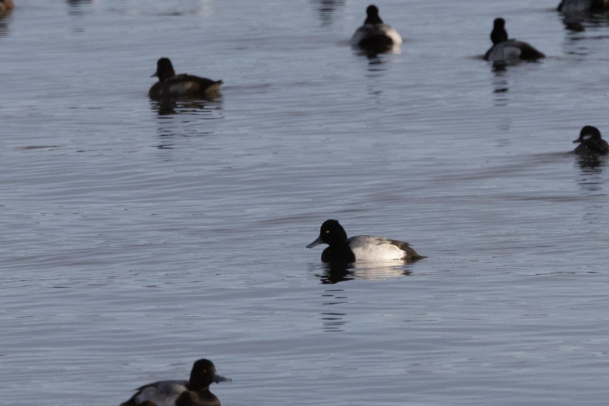 コスズガモ - ML647514963