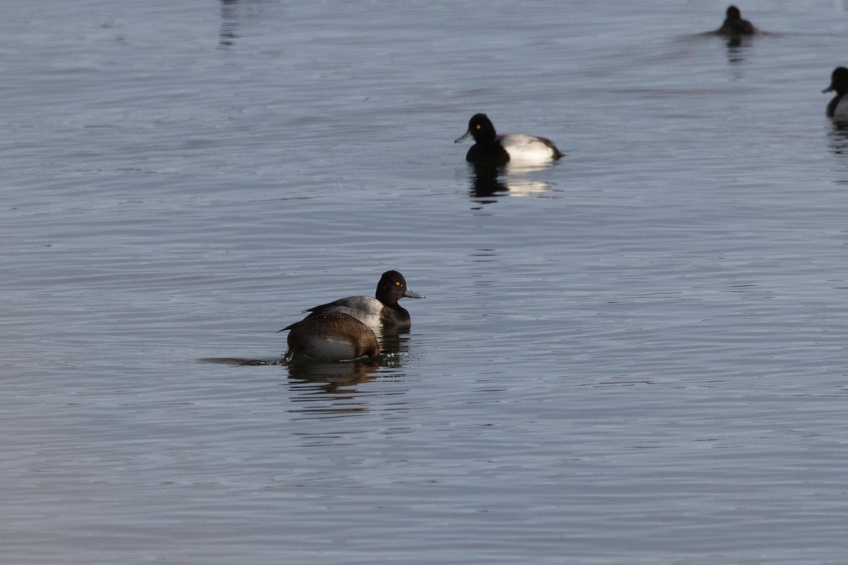 コスズガモ - ML647514964