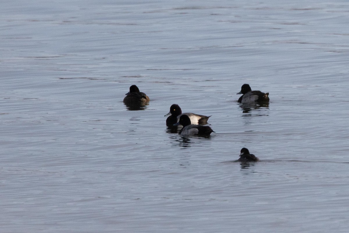 コスズガモ - ML647514965