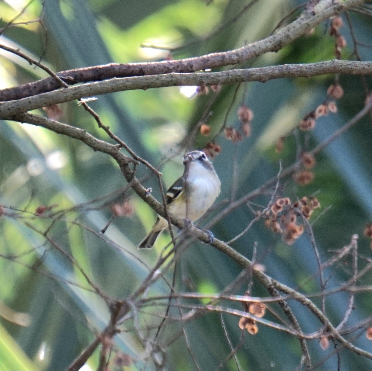 zelenáček brýlový - ML647514966